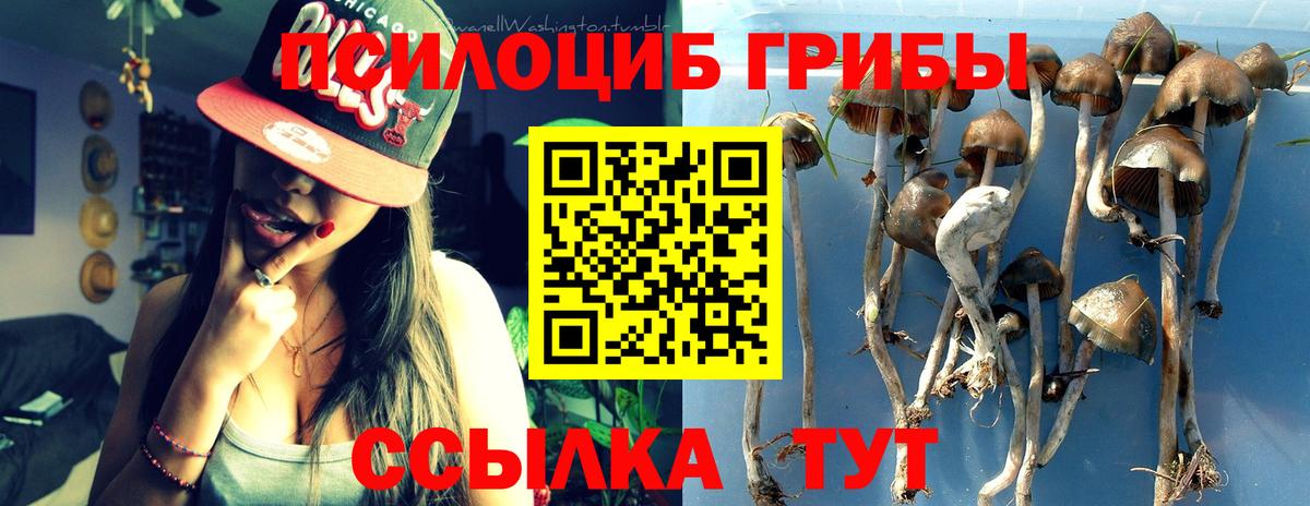 Псилоцибиновые грибы Psilocybe  Вход с VPN  Кандалакша 